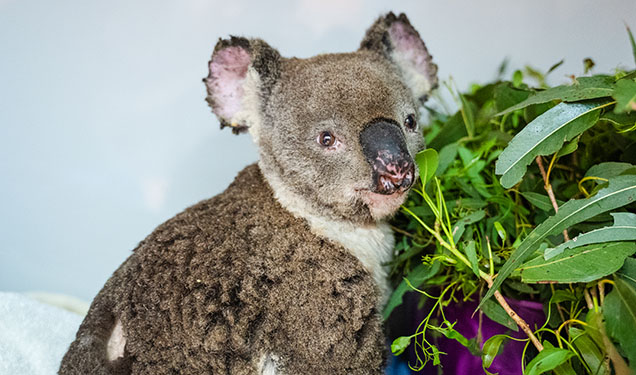 koala survivor bushfire